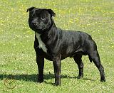 Staffordshire Bull Terrier 9F46D-03